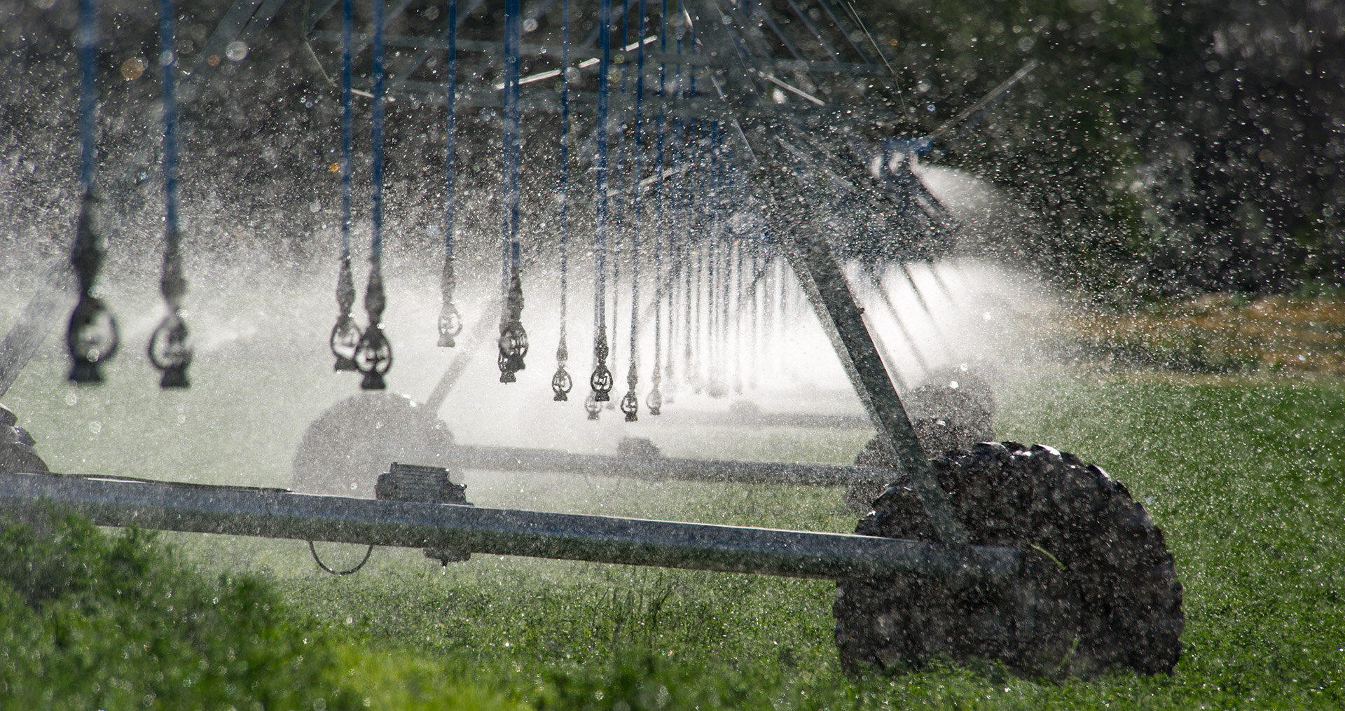 irrigation sprinklers watering crops