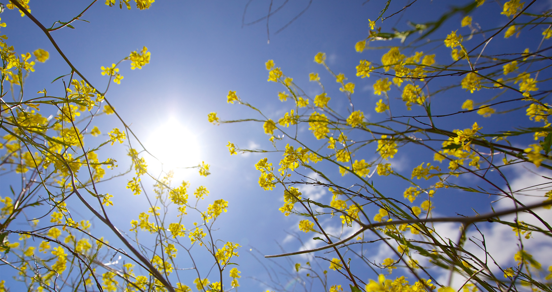 sun shine through some trees with yellow flowers