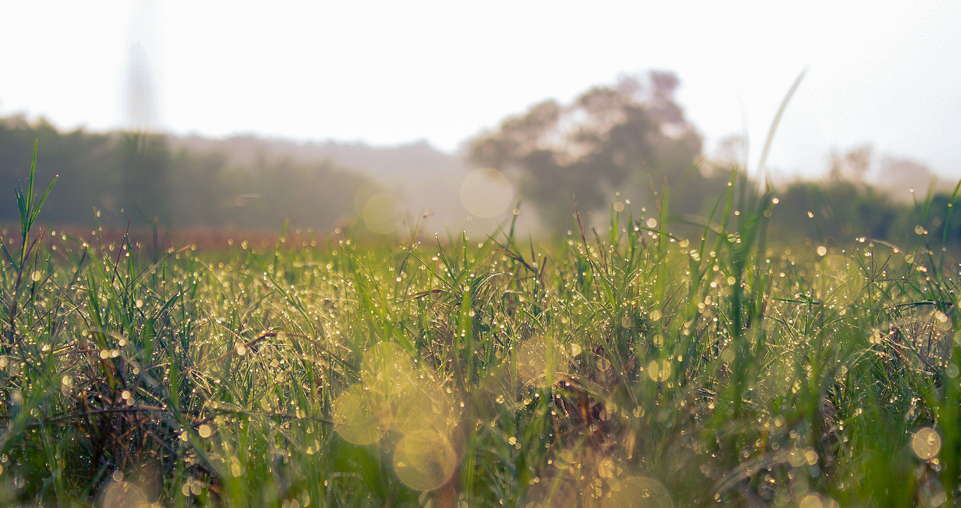 a field of grass covered in morning dew