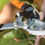 Homeowner pruning backyard tree.