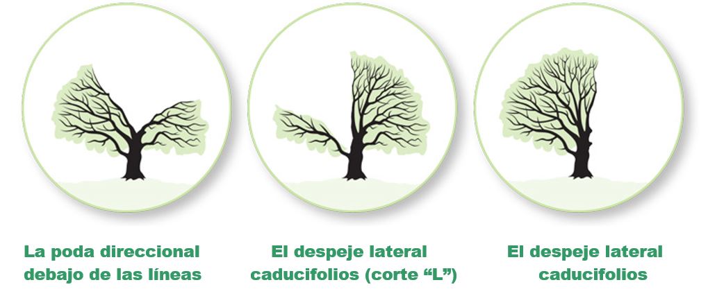 ejemplos de poda de árboles, La poda direccional debajo de las lineas, El despeje lateral caducifolios (corte “L”), y El despeje lateral caducifolios