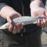 Image of a baby sturgeon