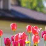 A field of tulips