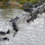 Fish being stocked at CJ Strike