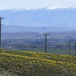 Image of power poles and yellow flowers