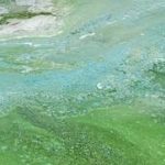 blue-green algae