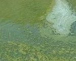 Algae bloom in Hells Canyon Reservoir.