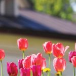 Spring tulips in a field of green