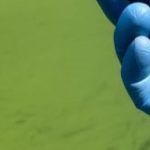 Visible algae bloom and gloved hand taking a sample.