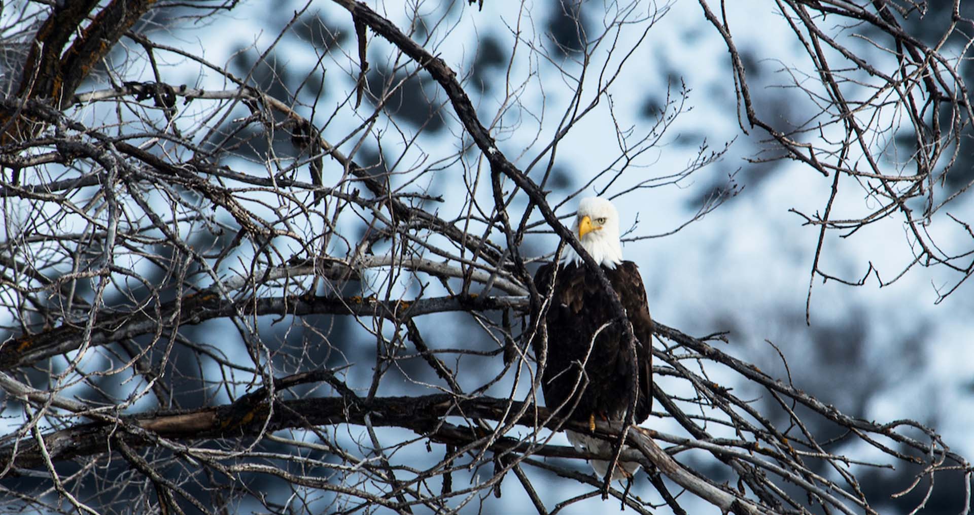 Bald eagle on a tree in the winter