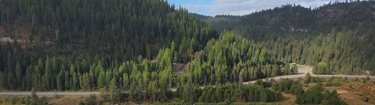 Dense forest