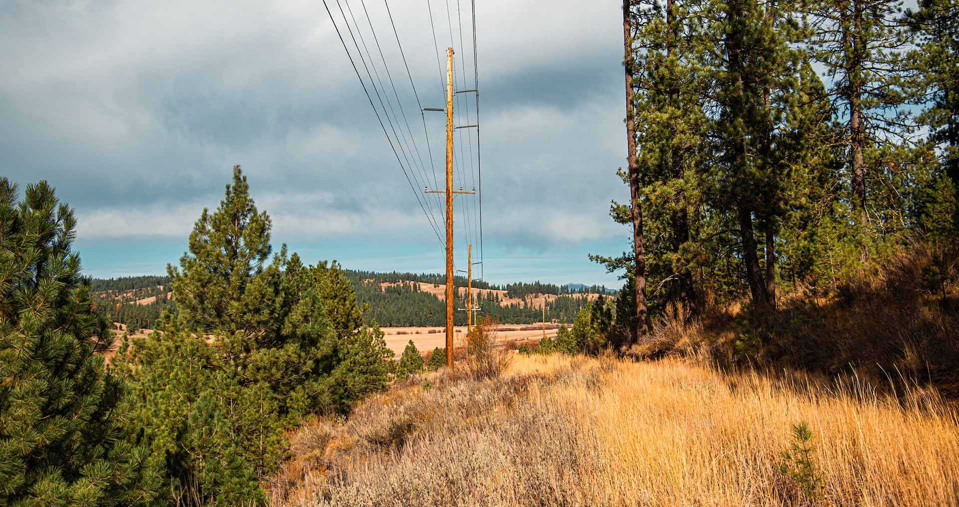 Power lines in forested area with dry grass