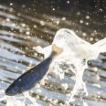 Permalink to Fresh Trout Awaiting Anglers at C.J. Strike Reservoir a trout in midair between the tanker truck and the water at C.J. Strike Reservoir during a trout release in March 2026.