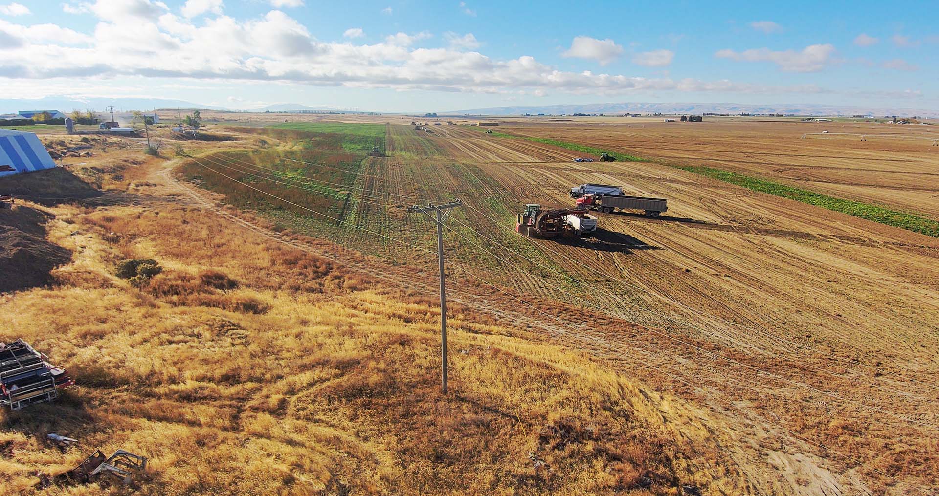 Farmers harvesting beets near Burley, Idaho
