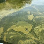 Slimy green algae scum floating in water.