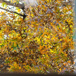Tree with fall-colored leaves from inside a window